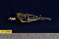 藏品(青背山雀)的圖片